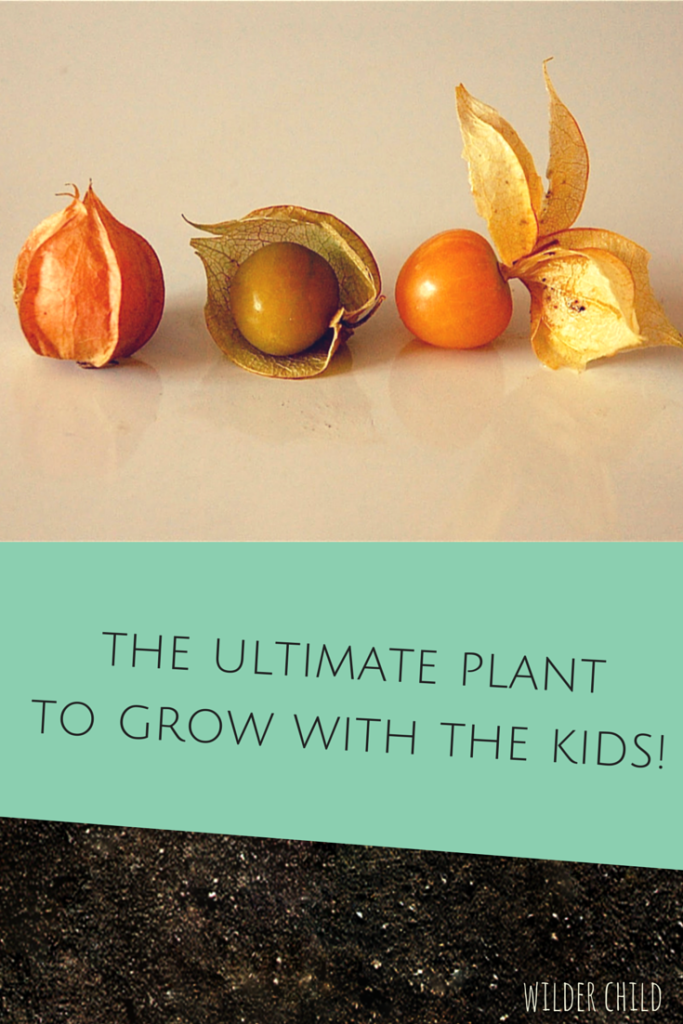 The best plant to grow with kids in the garden 