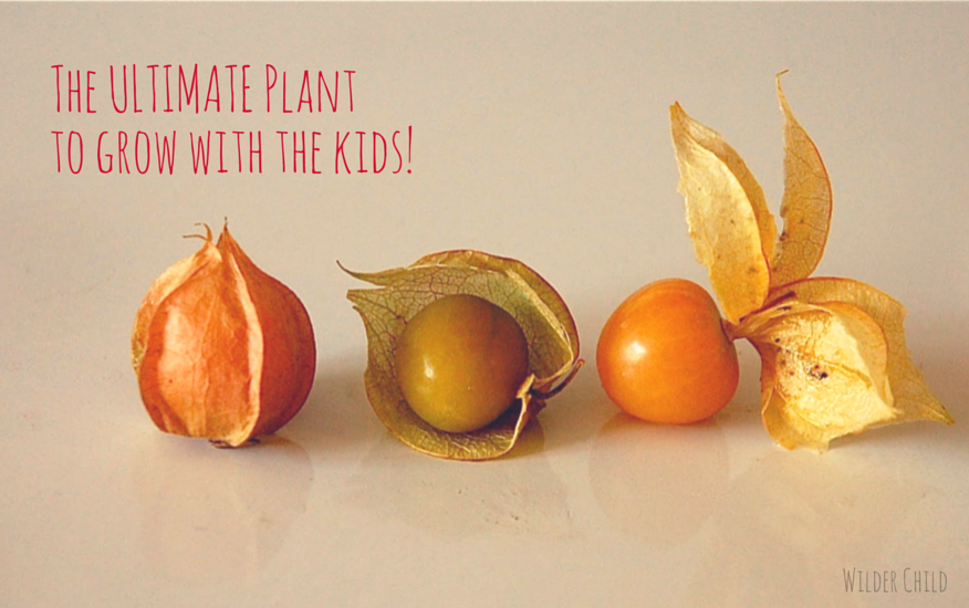 The best plant to grow with kids in the garden